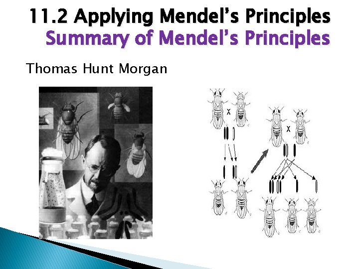 11. 2 Applying Mendel’s Principles Summary of Mendel’s Principles Thomas Hunt Morgan 