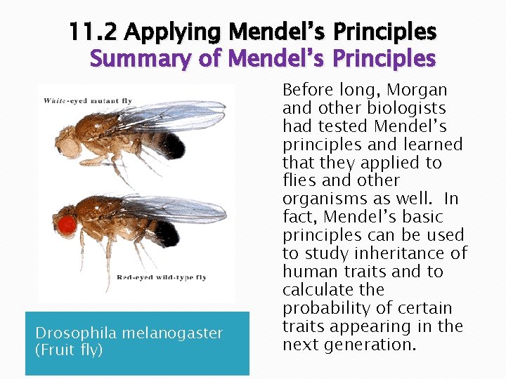 11. 2 Applying Mendel’s Principles Summary of Mendel’s Principles Drosophila melanogaster (Fruit fly) Before