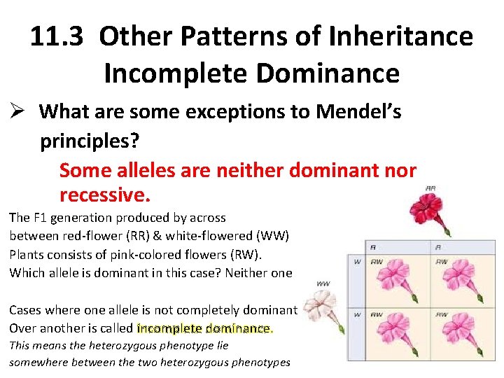 11. 3 Other Patterns of Inheritance Incomplete Dominance Ø What are some exceptions to