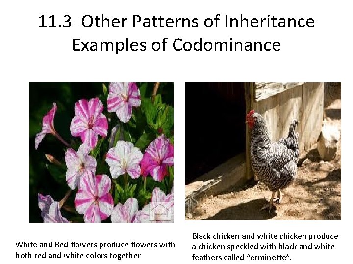 11. 3 Other Patterns of Inheritance Examples of Codominance White and Red flowers produce