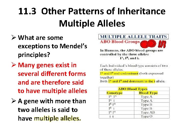 11. 3 Other Patterns of Inheritance Multiple Alleles Ø What are some exceptions to