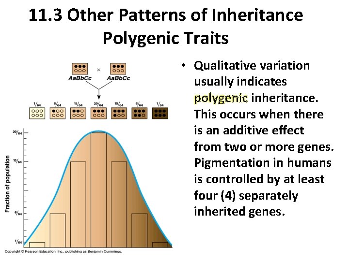 11. 3 Other Patterns of Inheritance Polygenic Traits • Qualitative variation usually indicates polygenic