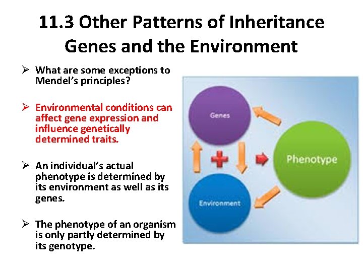 11. 3 Other Patterns of Inheritance Genes and the Environment Ø What are some