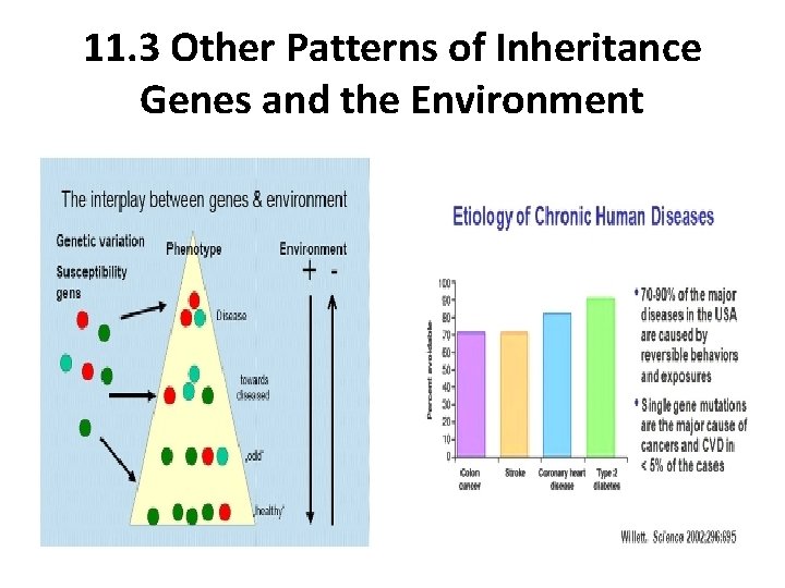 11. 3 Other Patterns of Inheritance Genes and the Environment 