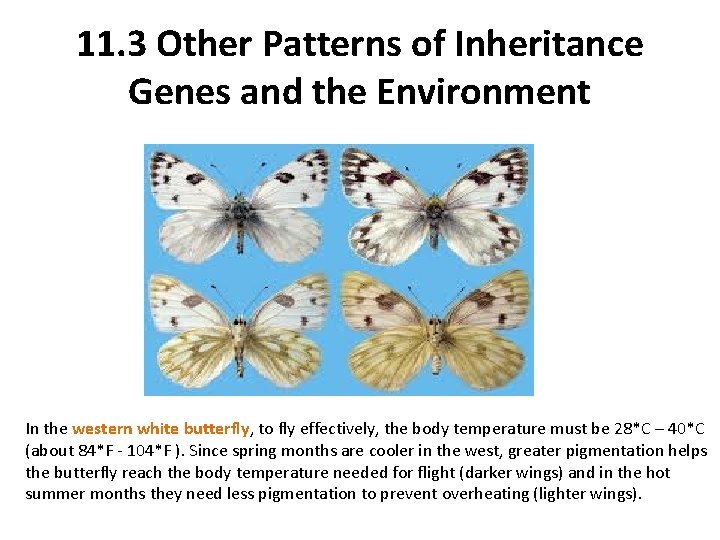 11. 3 Other Patterns of Inheritance Genes and the Environment In the western white
