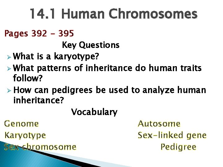 14. 1 Human Chromosomes Pages 392 - 395 Key Questions Ø What is a