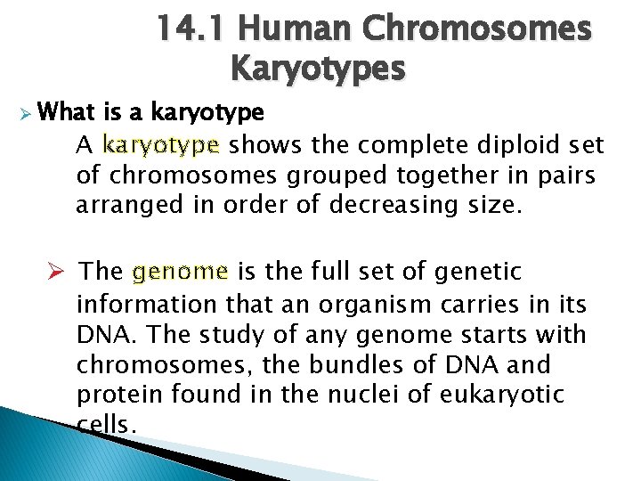 Ø What 14. 1 Human Chromosomes Karyotypes is a karyotype A karyotype shows the