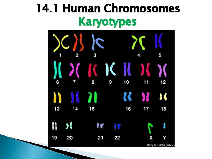 14. 1 Human Chromosomes Karyotypes 