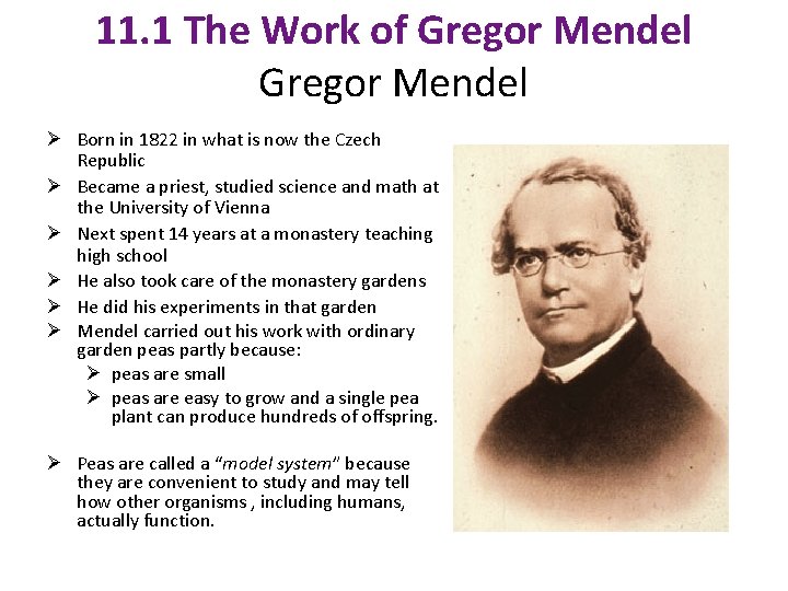 11. 1 The Work of Gregor Mendel Ø Born in 1822 in what is