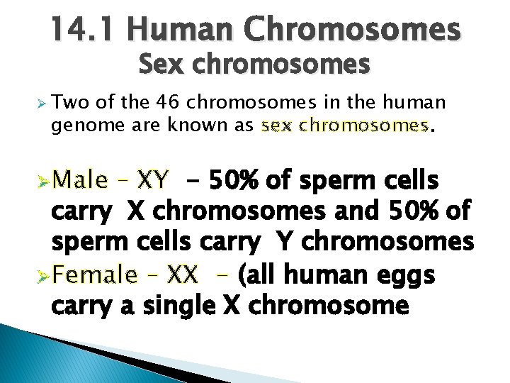 14. 1 Human Chromosomes Sex chromosomes Ø Two of the 46 chromosomes in the