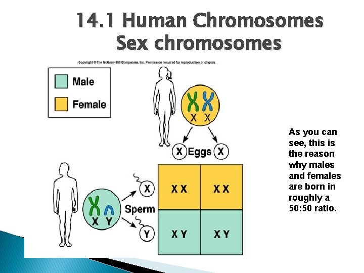 14. 1 Human Chromosomes Sex chromosomes As you can see, this is the reason
