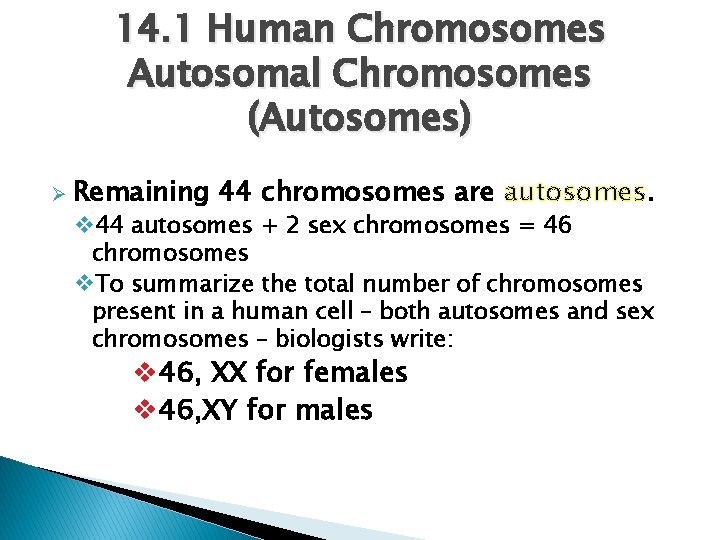 14. 1 Human Chromosomes Autosomal Chromosomes (Autosomes) Ø Remaining 44 chromosomes are autosomes. v