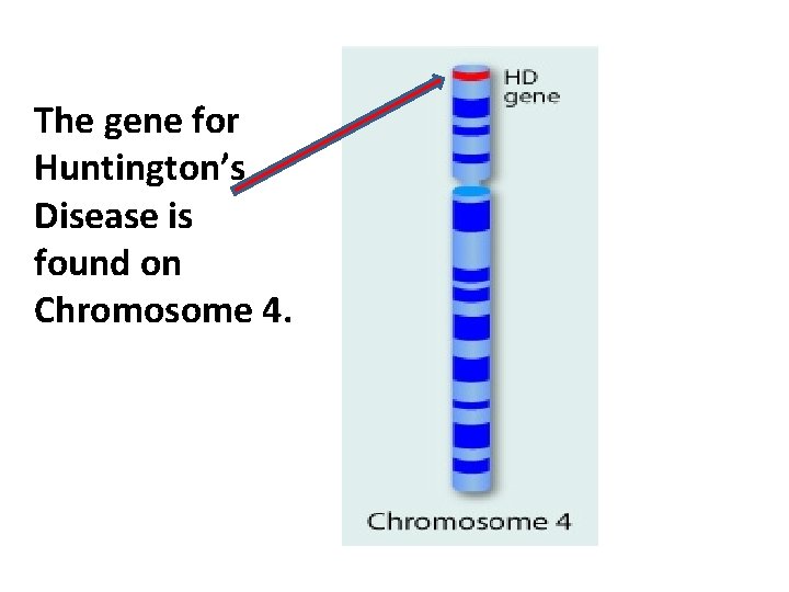 The gene for Huntington’s Disease is found on Chromosome 4. 