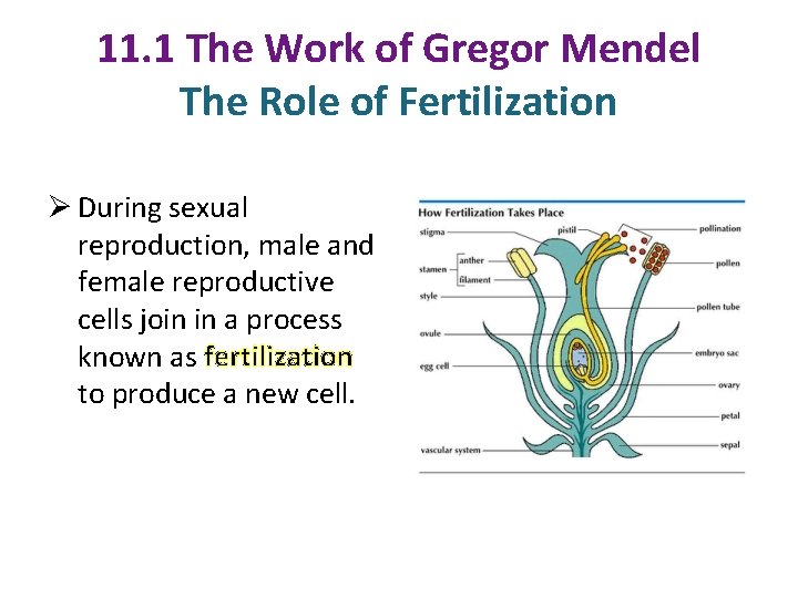 11. 1 The Work of Gregor Mendel The Role of Fertilization Ø During sexual