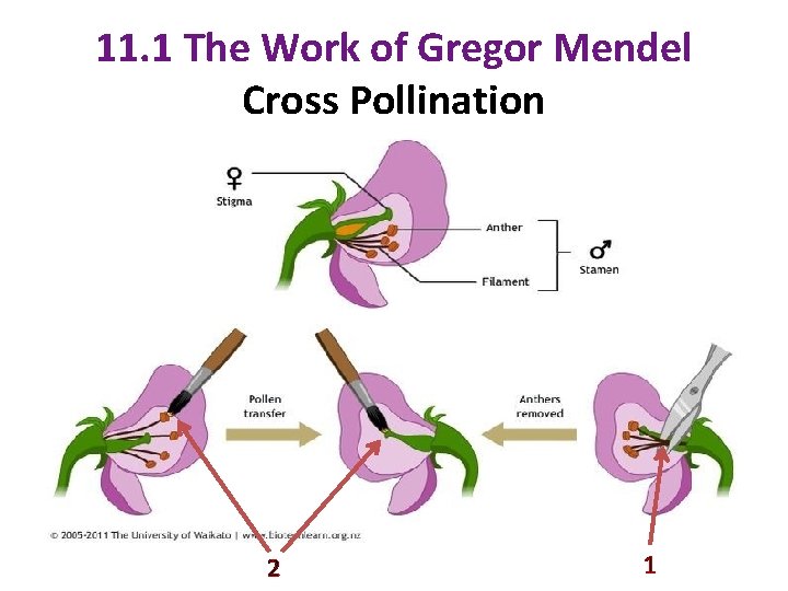 11. 1 The Work of Gregor Mendel Cross Pollination 2 1 