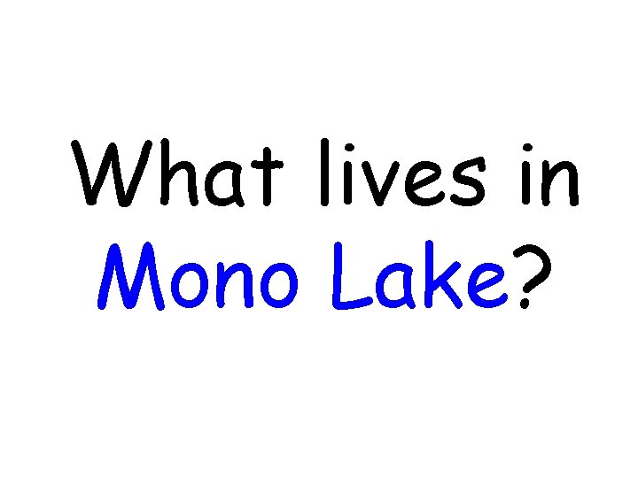 What lives in Mono Lake? What lives in Mono Lake?