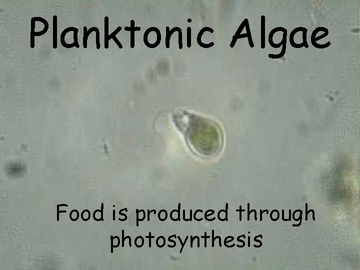 Planktonic Algae Food is produced through photosynthesis Planktonic Algae Food is produced through photosynthesis
