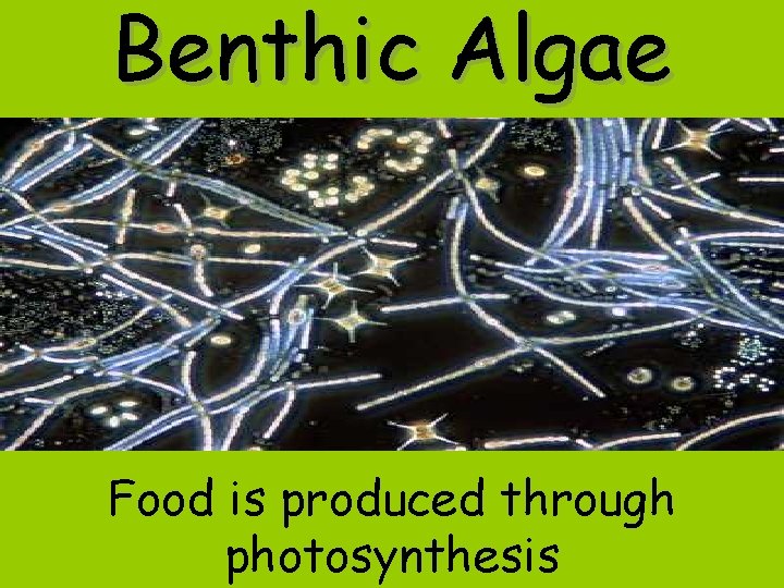 Benthic Algae Food is produced through photosynthesis Benthic Algae Food is produced through photosynthesis