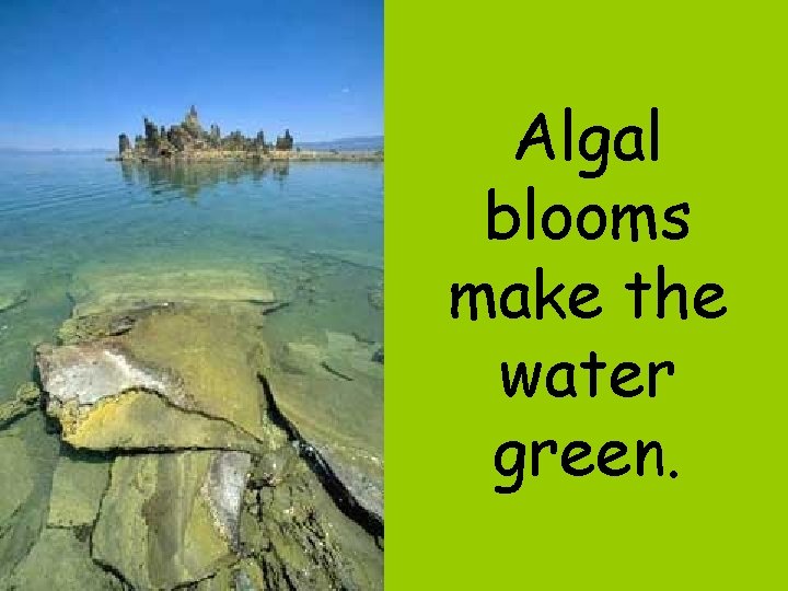 Algal blooms make the water green. Algal blooms make the water green.