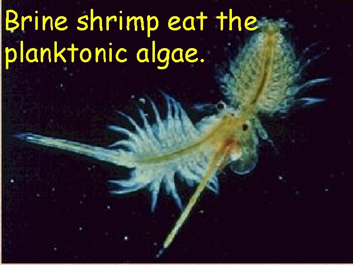 Brine shrimp eat the planktonic algae. Brine shrimp eat the planktonic algae.