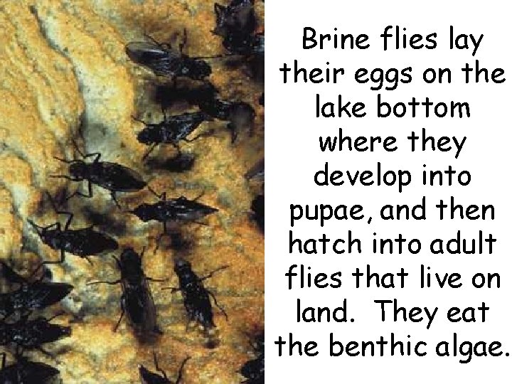 Brine flies lay their eggs on the lake bottom where they develop into pupae, Brine flies lay their eggs on the lake bottom where they develop into pupae,