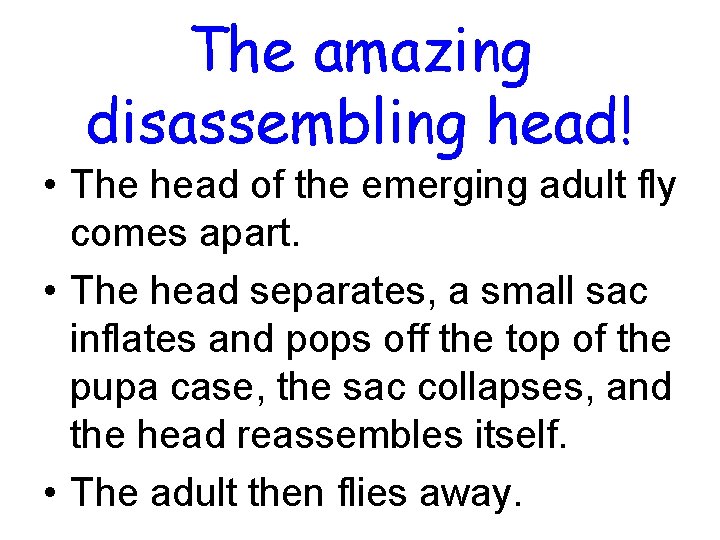 The amazing disassembling head! • The head of the emerging adult fly comes apart. The amazing disassembling head! • The head of the emerging adult fly comes apart.