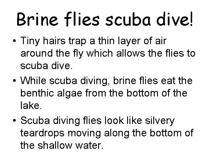 Brine flies scuba dive! • Tiny hairs trap a thin layer of air around Brine flies scuba dive! • Tiny hairs trap a thin layer of air around