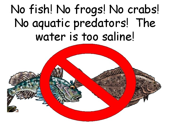 No fish! No frogs! No crabs! No aquatic predators! The water is too saline! No fish! No frogs! No crabs! No aquatic predators! The water is too saline!