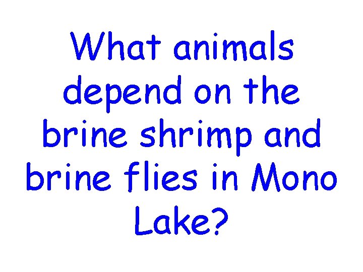 What animals depend on the brine shrimp and brine flies in Mono Lake? What animals depend on the brine shrimp and brine flies in Mono Lake?