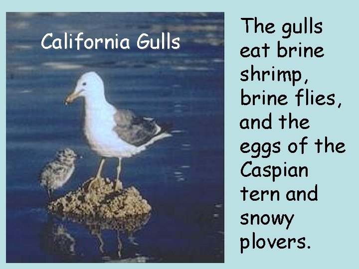 California Gulls The gulls eat brine shrimp, brine flies, and the eggs of the California Gulls The gulls eat brine shrimp, brine flies, and the eggs of the