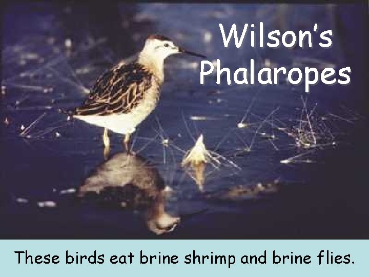 Wilson’s Phalaropes These birds eat brine shrimp and brine flies. Wilson’s Phalaropes These birds eat brine shrimp and brine flies.