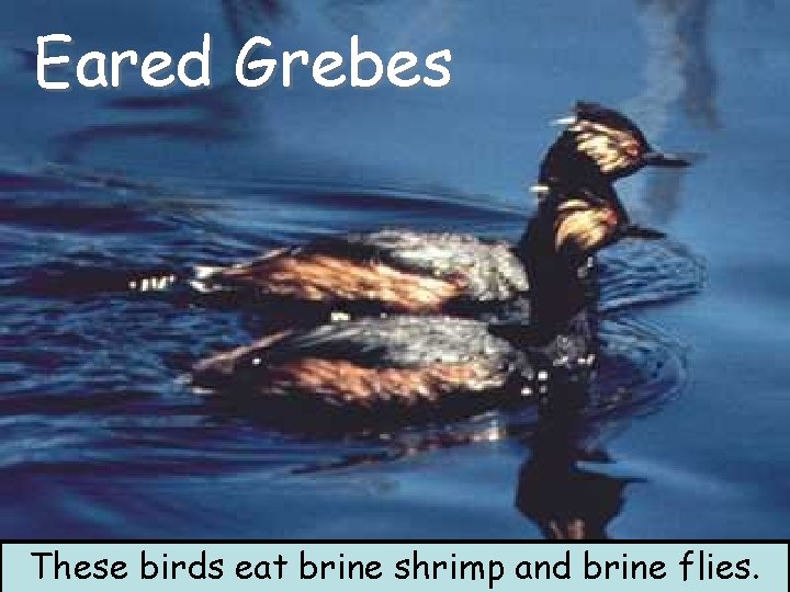 Eared Grebes These birds eat brine shrimp and brine flies. Eared Grebes These birds eat brine shrimp and brine flies.