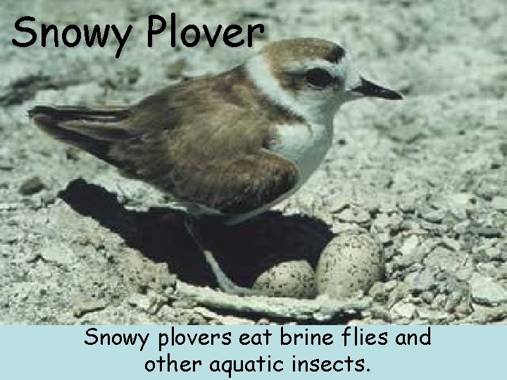 Snowy Plover Snowy plovers eat brine flies and other aquatic insects. Snowy Plover Snowy plovers eat brine flies and other aquatic insects.