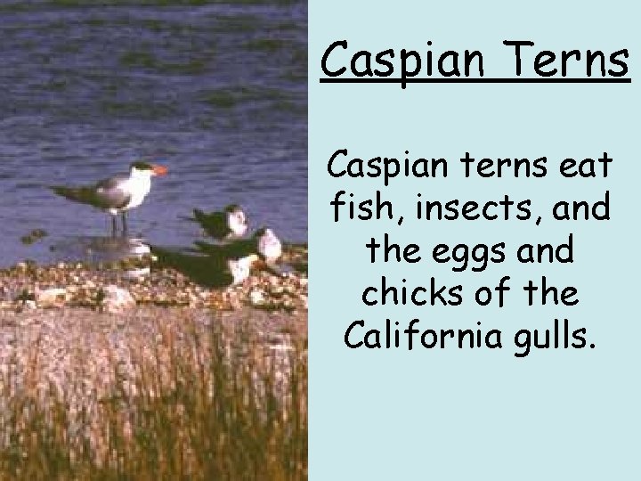 Caspian Terns Caspian terns eat fish, insects, and the eggs and chicks of the Caspian Terns Caspian terns eat fish, insects, and the eggs and chicks of the