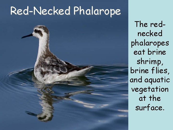 Red-Necked Phalarope The rednecked phalaropes eat brine shrimp, brine flies, and aquatic vegetation at Red-Necked Phalarope The rednecked phalaropes eat brine shrimp, brine flies, and aquatic vegetation at
