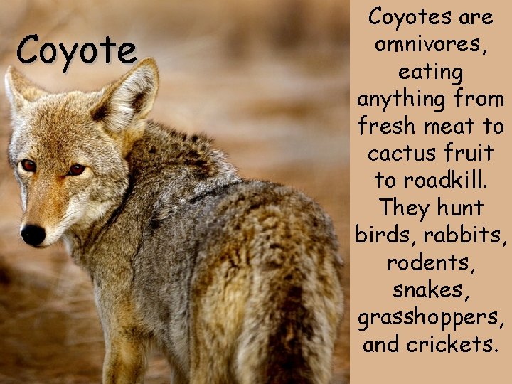 Coyotes are omnivores, eating anything from fresh meat to cactus fruit to roadkill. They Coyotes are omnivores, eating anything from fresh meat to cactus fruit to roadkill. They