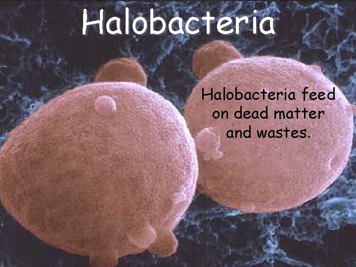Halobacteria feed on dead matter and wastes. Halobacteria feed on dead matter and wastes.