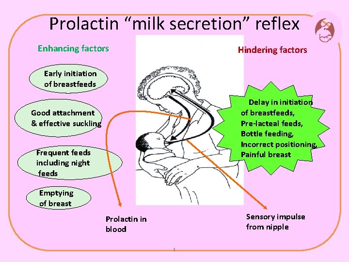 Prolactin “milk secretion” reflex Enhancing factors Hindering factors Early initiation of breastfeeds Delay in