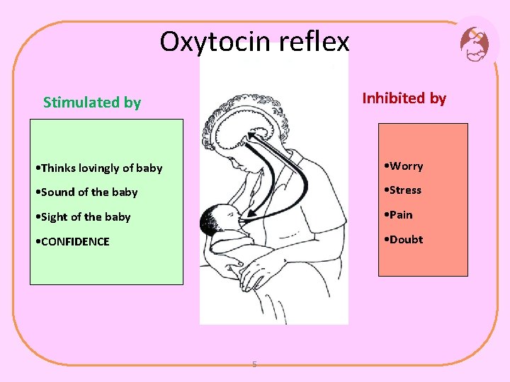 Oxytocin reflex Inhibited by Stimulated by • Thinks lovingly of baby • Worry •