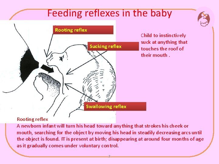 Feeding reflexes in the baby Rooting reflex Sucking reflex Child to instinctively suck at