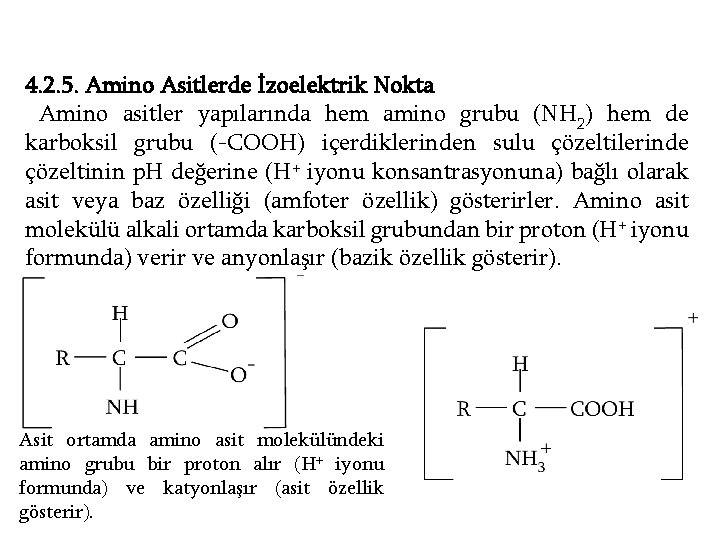 4. 2. 5. Amino Asitlerde İzoelektrik Nokta Amino asitler yapılarında hem amino grubu (NH