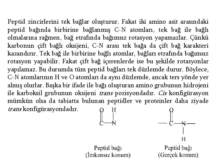 Peptid zincirlerini tek bağlar oluşturur. Fakat iki amino asit arasındaki peptid bağında birbirine bağlanmış