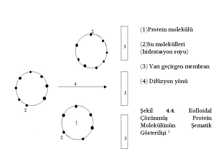 (1)Protein molekülü (2)Su molekülleri (hidratasyon suyu) (3) Yarı geçirgen membran (4) Difüzyon yönü Şekil
