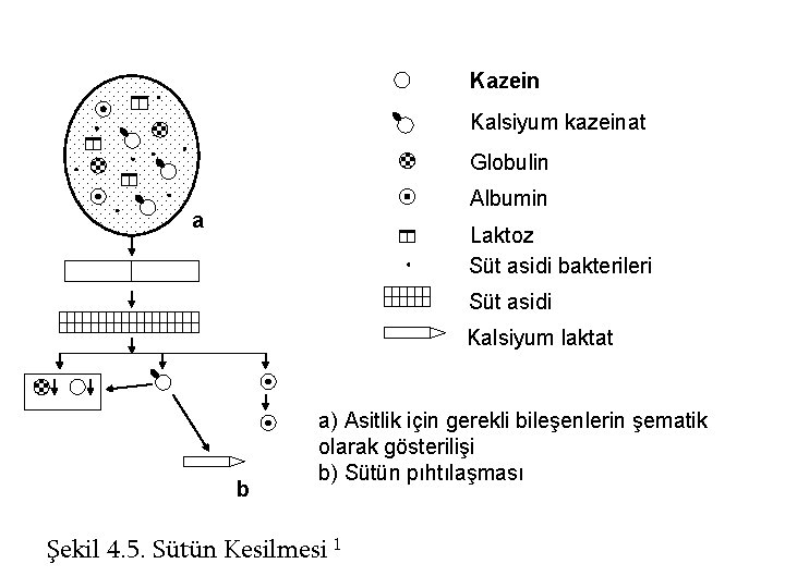 Kazein Kalsiyum kazeinat Globulin Albumin a Laktoz Süt asidi bakterileri Süt asidi Kalsiyum laktat