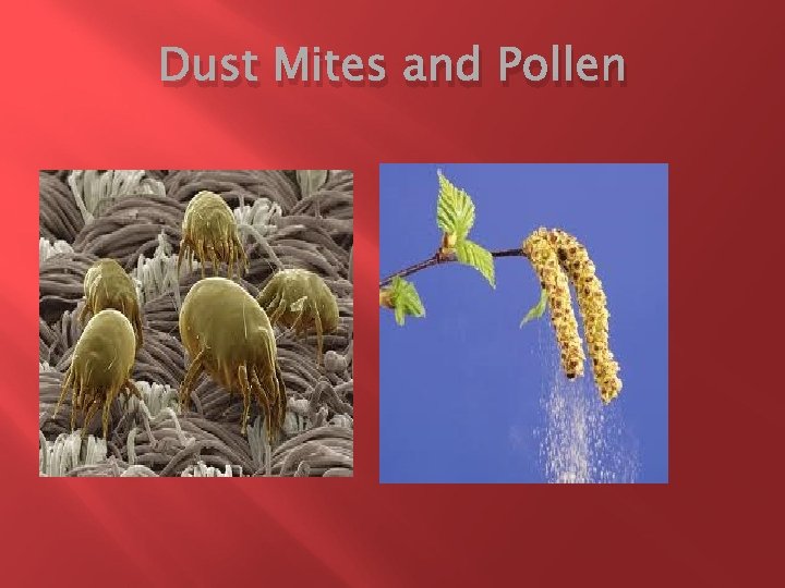 Dust Mites and Pollen 