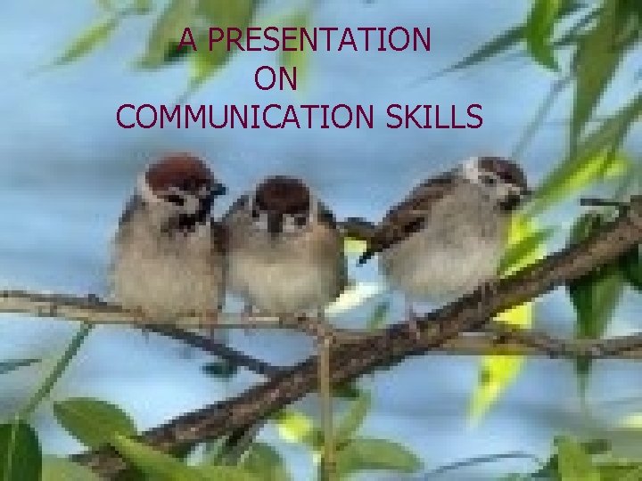 A PRESENTATION ON COMMUNICATION SKILLS 