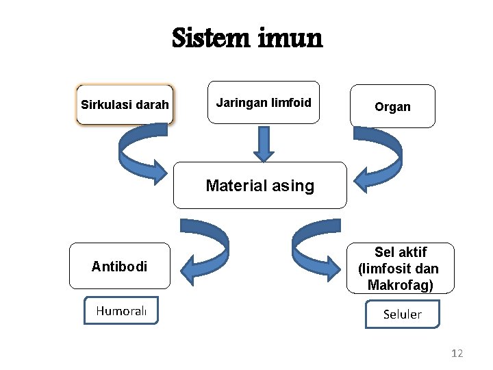 Sistem imun Sirkulasi darah Jaringan limfoid Organ Material asing Antibodi Sel aktif (limfosit dan