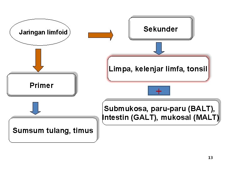 Jaringan limfoid Sekunder Limpa, kelenjar limfa, tonsil Primer + Submukosa, paru-paru (BALT), Intestin (GALT),