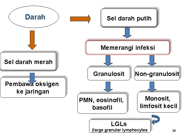 Darah Sel darah putih Memerangi infeksi Sel darah merah Granulosit Non-granulosit PMN, eosinofil, basofil