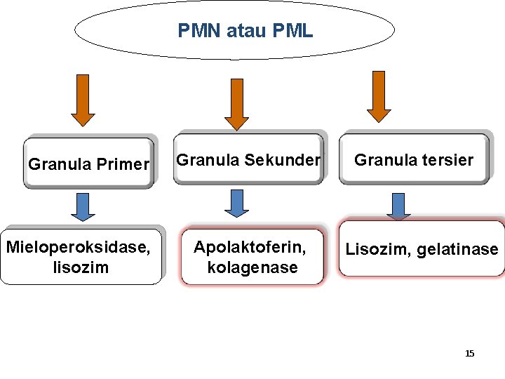 PMN atau PML Granula Primer Mieloperoksidase, lisozim Granula Sekunder Apolaktoferin, kolagenase Granula tersier Lisozim,